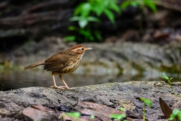Pin-striped Tit Babbler Wet on the branches in nature