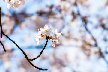Cherry blossom in spring for background or copy space for text