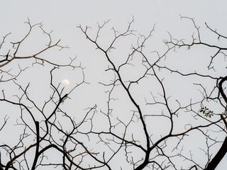 Fototapeta na wymiar Texture of bare winter tree branches and half moon. Background and pattern.