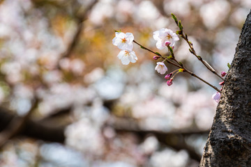 Cherry blossom in spring for background or copy space for text