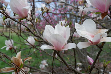 close-up of a magnolia blossom in bloom