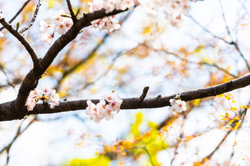 Cherry blossom in spring for background or copy space for text