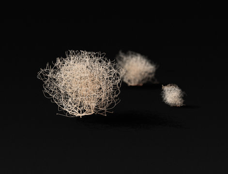 Tumbleweed plants still life with depth of field over dark background