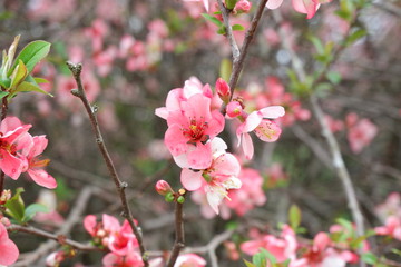 Pink flowering quince