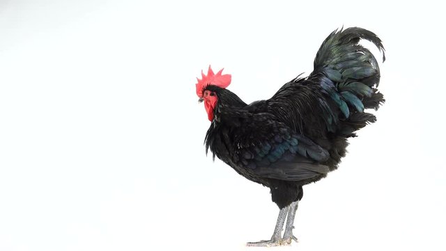 black rooster australorp (Gallus gallus)  rotates with dark green plumage on white screen