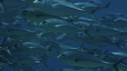 A huge school of Jacks. Big eye Trevally Jack, (Caranx sexfasciatus) Forming a polarized school, bait ball or tornado,Maldives, Indian Ocean, slow motion
