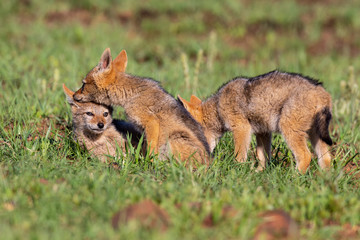 Three Black Backed Jackal puppies play in short green grass to develop skills