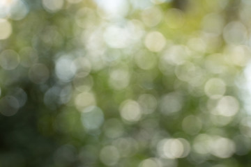 Obraz premium Green bokeh out of focus background from nature forest