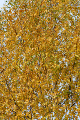 yellow birch tree leaves on branches against blue sky. beautiful autumn natural background