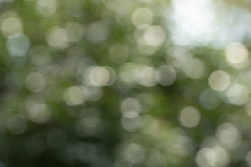 Green bokeh out of focus background from nature forest