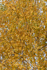 yellow birch tree leaves on branches against blue sky. beautiful autumn natural background