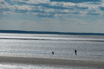Dauerl&auml;ufer im Watt vor der Insel Neuwerk