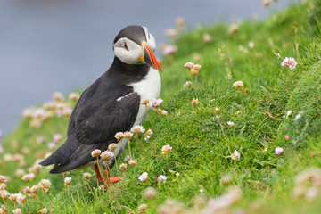 Puffin on Shetland Island resting in green grass and small white flowers