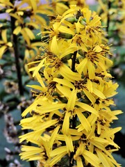 yellow flowers in garden