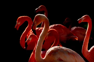 Fotobehang pink flamingo isolated on black © Andrea Izzotti