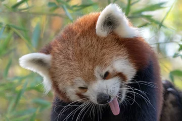 Gardinen Panda cute red panda portrait  © Andrea Izzotti