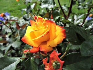 Obraz na płótnie Canvas yellow rose in the garden