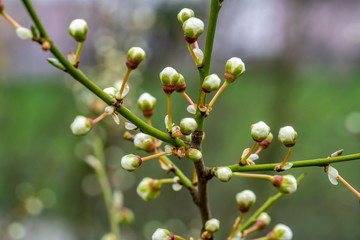 Geschlossene Knospenkugeln
