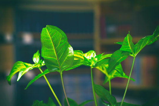 Bright green leaves of indoor houseplant Syngonium