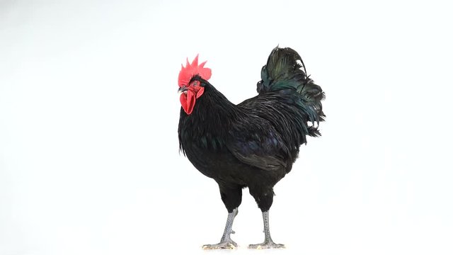 black rooster australorp (Gallus gallus)  rotates with dark green plumage on white screen