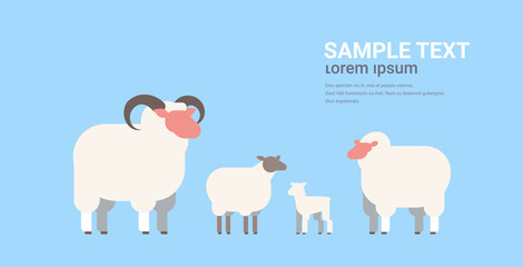 cute white sheeps and rams flock wool farm domestic animals breeding concept flat horizontal copy space vector illustration