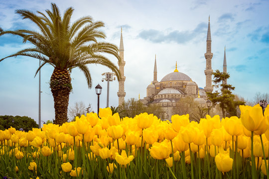 Blue Mosque (Sultan ahmet Camii), Istanbul, Turkey. Palm tree and yellow tulips on the first stage in a beautiful spring day.