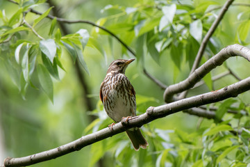 Redwing (Turdus iliacus, musicus)
