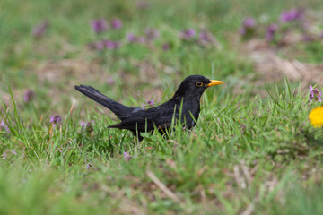 Blackbird (Turdus merula)