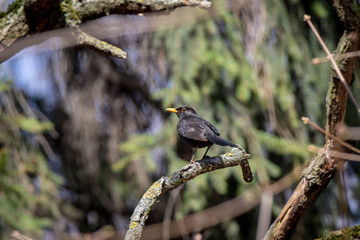 Blackbird (Turdus merula)