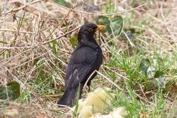 Blackbird (Turdus merula)
