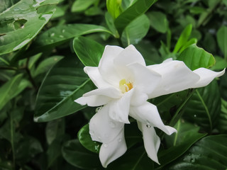 A Gardenia or Cape Jasmine Flower 