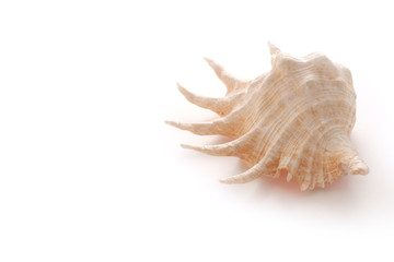 African shell on white . Ocean concept. Mollusks concept.