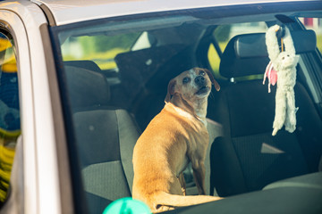 Hund im Auto eingesperrt
