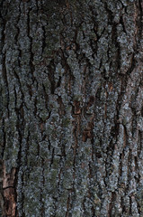 Embossed texture of the bark of a tree. Old wood tree texture pattern wallpaper. Ecology and nature concept background
