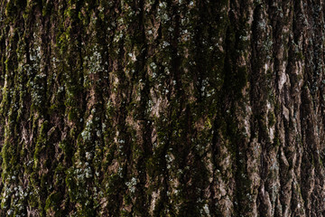 Obraz premium Embossed texture of the bark of a tree with moss on it. Wood tree texture pattern wallpaper. Ecology concept background