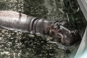 Mae Mali is the name of a female hippopotamus Which is a favorite of children in Dusit Zoo., Bangkok, THAILAND, 2018
