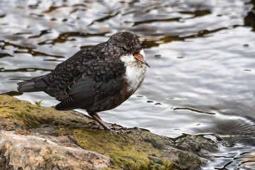 Dipper stands on stone, Scottish Highlands, Scotland