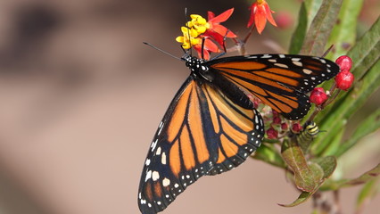 Naklejka premium Monarch butterfly on milkweed