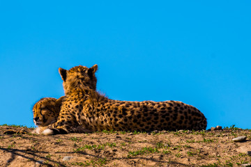 leopard, Panthera pardus kotiya, big spotted cat