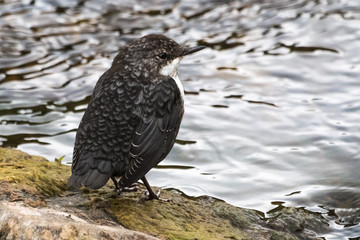 Fototapeta premium Dipper stands on stone, Scottish Highlands, Scotland