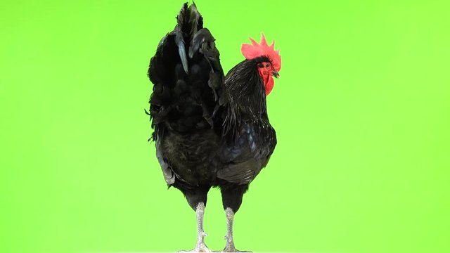 black rooster australorp (Gallus gallus) with dark green plumage on green screen