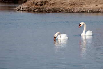 A pair of white swans in the water. The concept of waterfowl. A symbol of love and romance.