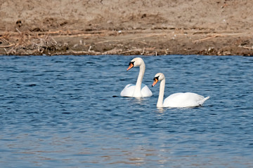 A pair of white swans in the water. The concept of waterfowl. A symbol of love and romance.