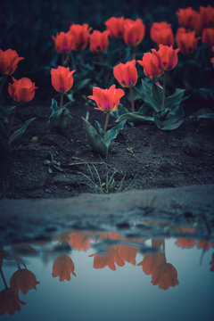 Blooming red spring tulips reflecting in a puddle 