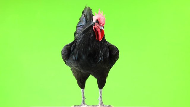 black rooster australorp (Gallus gallus) with dark green plumage on green screen