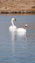 A pair of white swans in the water. The concept of waterfowl. A symbol of love and romance.