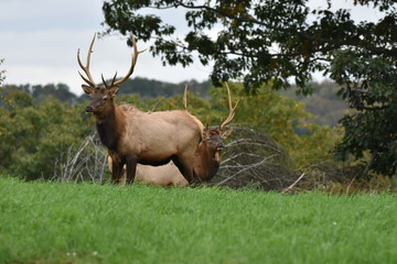 Young bull elks in meadow