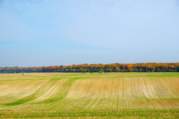 Fototapeta na wymiar The wheat field sown in the background of an orange forest in autumn in Ukraine.