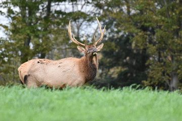 Young bull elk in meadow