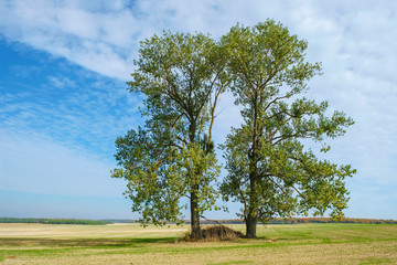 A couple of trees isolated on the sown field of autumn in Ukraine.